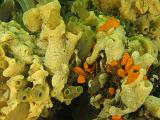 2011-11-13 11-18-55 Ludo